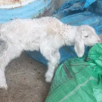 کهره بره شیری اصیل|حیوانات مزرعه|شیراز, ظفرآباد|دیوار