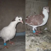 کفتر کبوتر
