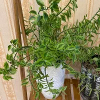 تعدادی گل و گیاه آپارتمانی