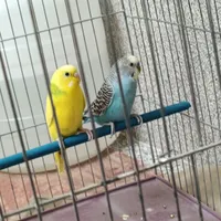 دو عدد مرغ عشق همراه با قفس