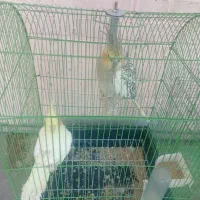 عروس هلندی|پرنده|اهواز, کیانپارس |دیوار