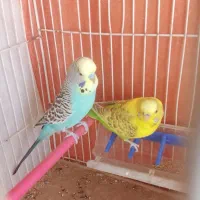 مرغ عشق نر مست