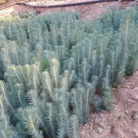 نهال و نشاء کاج تهران و مشهد|گل و گیاه طبیعی|خفر, |دیوار