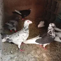 کفتر یا کبوتر