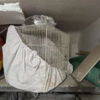 قناری|پرنده|مشهد, توس (بلوار توس)|دیوار