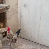 خروس چهل تاج شمالی