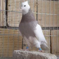 کبوتر طوقی|پرنده|کنگاور, |دیوار