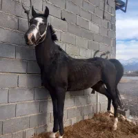 اسب|اسب و تجهیزات اسب‌سواری|لردگان, |دیوار