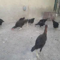 مرغ جوجه خروس لاری محلی دورگه روستایی