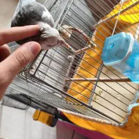 عروس هلندی|پرنده|بروجن, |دیوار