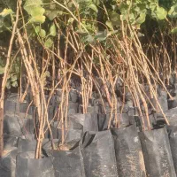 نهال پسته|خدمات باغبانی و درختکاری|قم, کلهری|دیوار