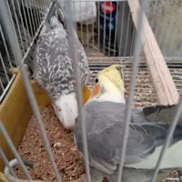 عروس هلندی