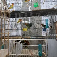 دو جفت مولد کوتوله برزیلی و ۱۲ جوجه تازه دونخور