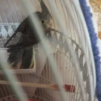 جوجه عروس هلندی|پرنده|گلپایگان, |دیوار