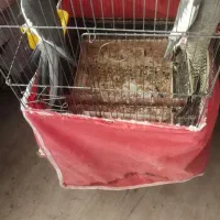 عروس پاریس گمشده