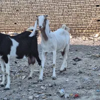 ۲ تا بز دورگ پاکستانی|حیوانات مزرعه|رفسنجان, |دیوار