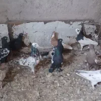کبوتر بهبهونی|پرنده|شیراز, کرونی(خاتونک)|دیوار