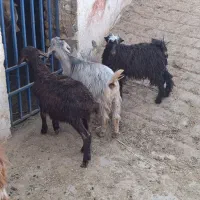 بزغاله بره کهره