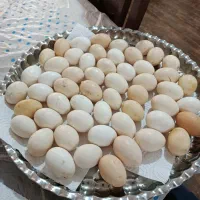 جوجه مرغ محلی