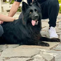 ژرمن شولاین