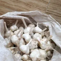 سیر