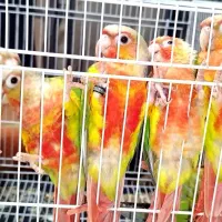 گرینچیک دبل رد آناناسی