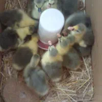 جوجه غاز محلی زیر پر در اومدن خیلی سرحال