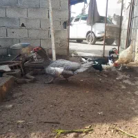 اردک اسرائیلی طوسی نر