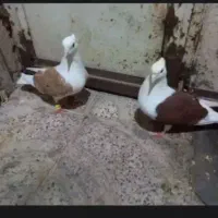 کبوتر شونه سرخ شونه زرد