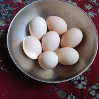 تخم مرغ محلی