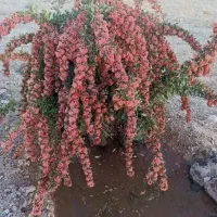 نهال زرشک پفکی  فقط وفقط 25000|خدمات باغبانی و درختکاری|تهران, باغ خزانه|دیوار