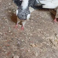 کبوتر
