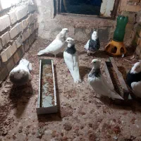 چند جفت توقی اس|حیوانات|آشخانه, |دیوار