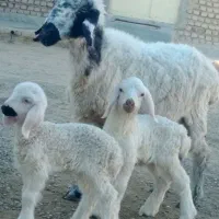 .گوسفد جملی زا با دو بره نر و ماده