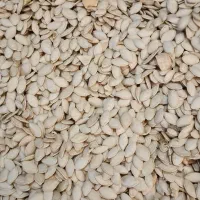 تخمه کدو خارجی