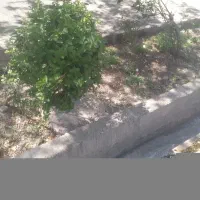 فروشی خط دوازده