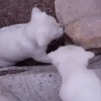 واگذاری سگ اشپیتز|سگ|یزد, |دیوار