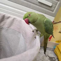طوطی ملنگو نر