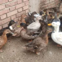 اردک کاکولی سبز و مرواریدی و روسی|حیوانات مزرعه|نقده, |دیوار