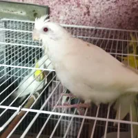 عروس هلندی|پرنده|بندرعباس, |دیوار