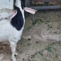 پازن بزرگ مخصوص گله|حیوانات مزرعه|بندر دیر, |دیوار