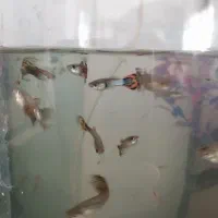 ماهی گوپی جفتی 50 یک نر و یک ماده ‌مولد|ماهی|اسلام‌‌آباد غرب, |دیوار