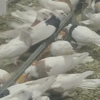 فروش کبوتر طوقی و قفس پرنده