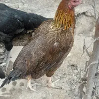 مرغ