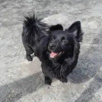 سگ پامر اشپیتز یک ساله