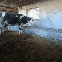 فروش دوراس تلیسه آبستن سیمینتال شکم اول|حیوانات مزرعه|اسلام آباد, |دیوار