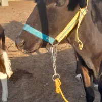 گاو و گوساله محلی. فوری. مناسب|حیوانات مزرعه|قم, بقیع|دیوار