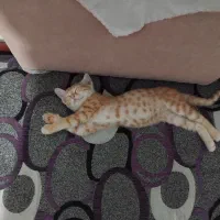 گربه