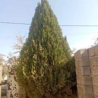 درخت کاج|گل و گیاه طبیعی|فیرورق, |دیوار