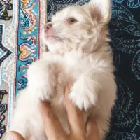 توله سگ شیتزو